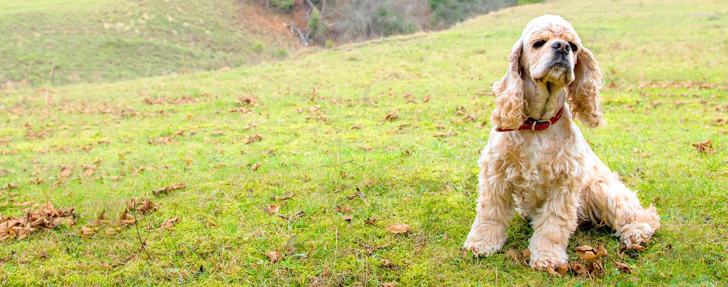 Elegant best sale dog names